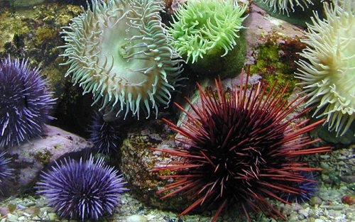 Deniz kestanesi nedir?
yumurtaliekmek.com/deniz-kestanes…