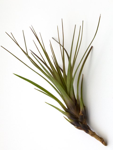 Cuemars's tweet photo. Our airplants are now available online and in store
#airplants #tillandsia #airplant #concretemaker #eastlondon #designermaker #madeinlondon https://t.co/NNbkINk14U