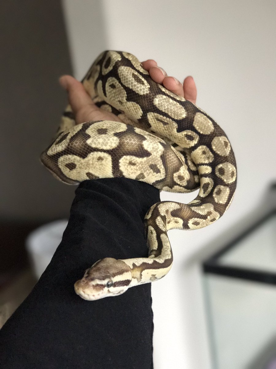 LvndShark's tweet image. #Brixx #FireballPython