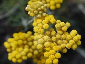 Altın otu nedir, faydaları nelerdir?
yumurtaliekmek.com/altin-otu-nedi…