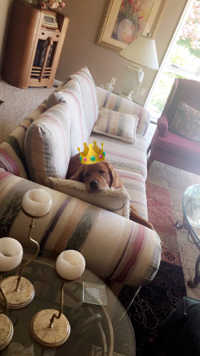 Kroonster's tweet photo. I miss these spoiled pups😥 https://t.co/JBogWHGACZ