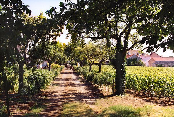 cavesommeliers's tweet photo. Pour le #Domaine Thierry et Pascale #Matrot le #vin doit être « l’expression du terroir et du Millésime ». https://t.co/Zwd7Vowpqf https://t.co/5LTh91acgm