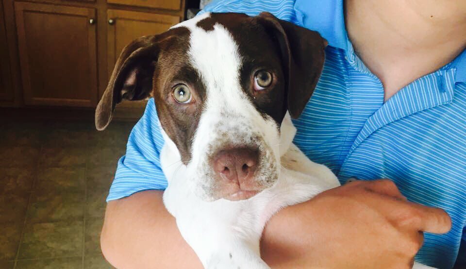 Hi, I'm Maple! I'm searching for a forever-walking partner to enjoy long, crisp fall walks with! #AdoptDontShop #yeahthatgreenville