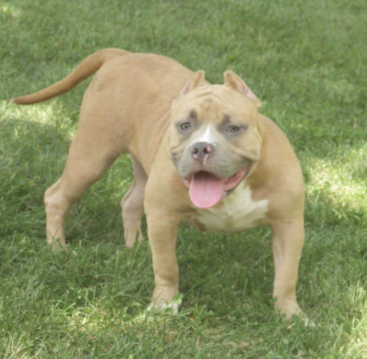 queencitybullys's tweet photo. This girl just keeps getting better with the timing #QCB 👑Majesty 7 months #americabully https://t.co/AzAkKsziMk