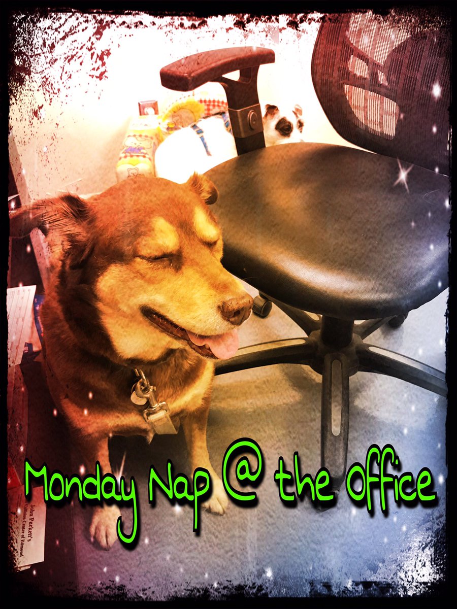 PuckettsLLC's tweet photo. #mondaynap #PuckettsCollision #lazydog #Edmond #dogsandcars #collisioncenter #Oklahoma #dogswelcome #workingdogs #fixcars https://t.co/Ee4VnkioMp