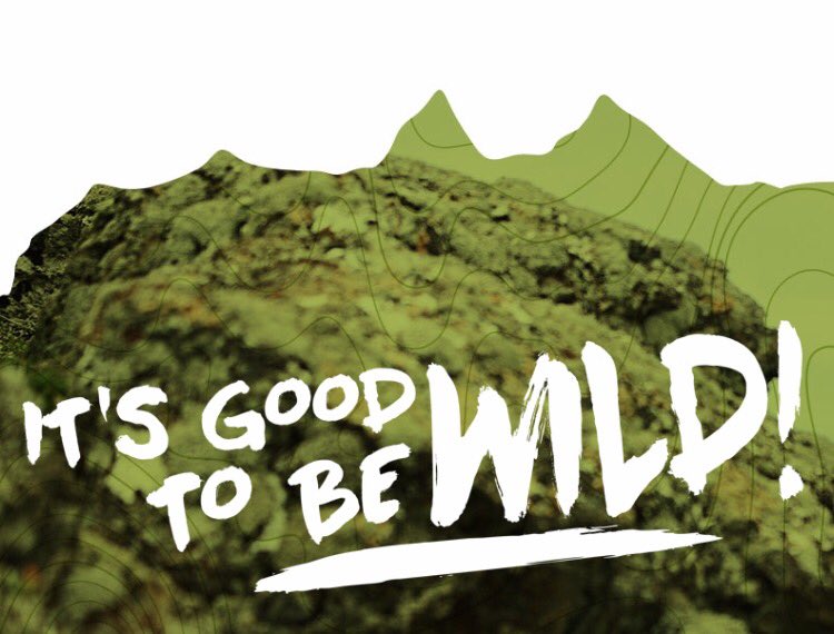 WILD THINGS NZ tweet media
