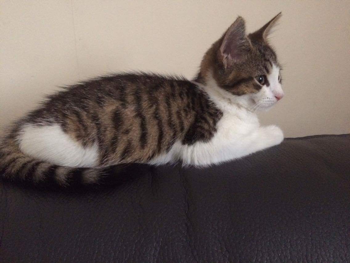 Adam_Finnegan's tweet photo. #AnimalRescueLive we adopted our kitten last year and it was the best decision we ever made https://t.co/0JRbE9qDRp