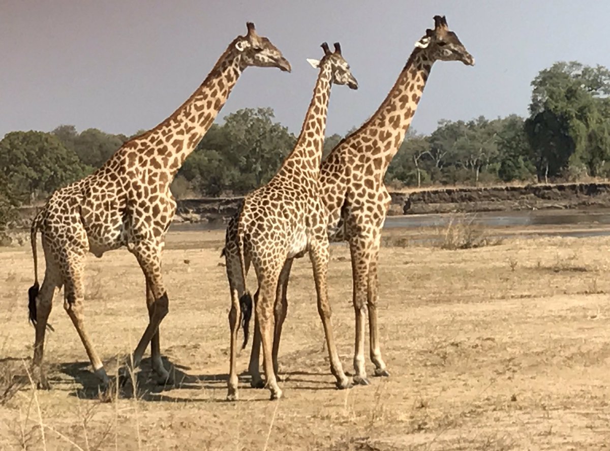 emcrossy's tweet photo. Unforgettable South Luangwa scenes-giraffe watching sleeping lions with elephant along the way #robinpopesafaris #zambia #travel #safarilife https://t.co/JTVPCpwESh