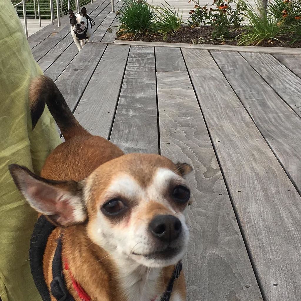 DCFrenchBulldog's tweet photo. How was your weekend?  Happy Monday. #cute #chihuahua #chihuahuas #chihuahuasrule #chihuahuasofinstagram #dcdogs #… https://t.co/etcMxbVb6N https://t.co/xRgaiBJPmd