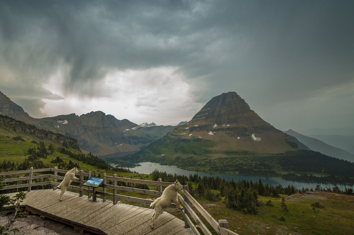 Mountain goats on your trail? They like you, and your urine: nytimes.com/2017/08/03/sci…
