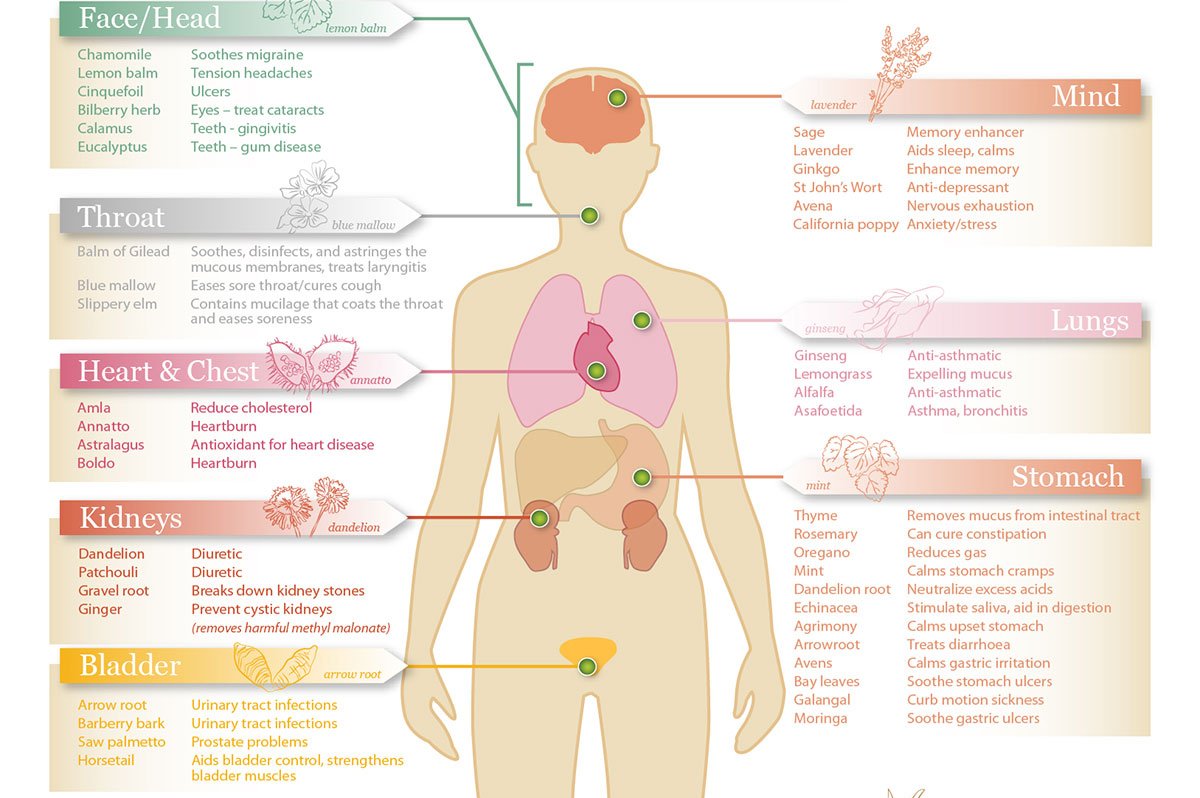DavidPetersLDN's tweet photo. RT @AHealthBlog: The Herb Body Map Infographic ➡ https://t.co/SEEAnefROG https://t.co/UNDPPD2ULU