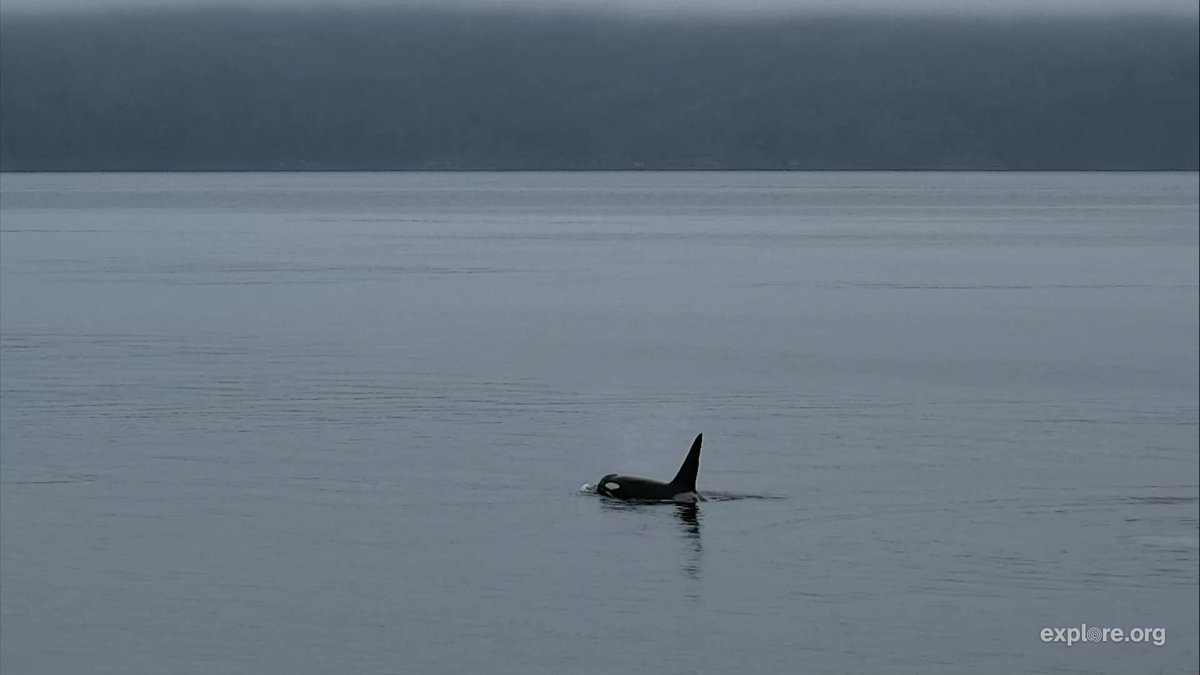 camopkim's tweet photo. Orca sightings last night at Hanson Island, BC. On @exploreorg. They were amazing to watch. #orca https://t.co/APPNyFqqQJ