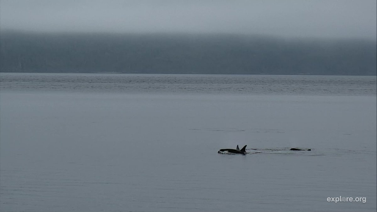 camopkim's tweet photo. Orca sightings last night at Hanson Island, BC. On @exploreorg. They were amazing to watch. #orca https://t.co/APPNyFqqQJ