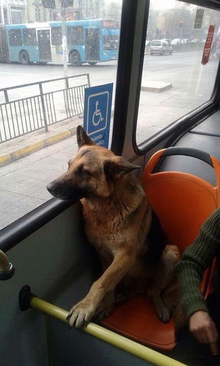 Rorro_logo's tweet image. Este hijo de perra fue sorprendido usando asiento reservado y evadiendo pasaje. Además se hace el hueón mirando pa afuera. A FUNARLO!!!