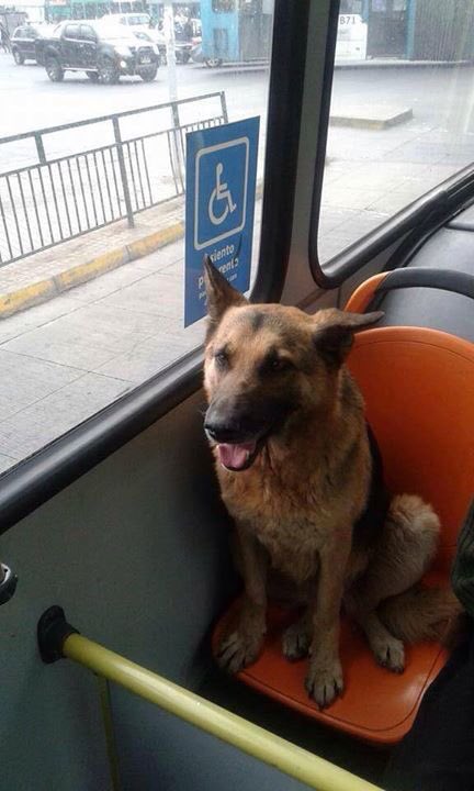 Rorro_logo's tweet image. Este hijo de perra fue sorprendido usando asiento reservado y evadiendo pasaje. Además se hace el hueón mirando pa afuera. A FUNARLO!!!