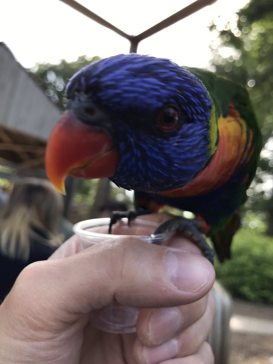 Old_Man_Abbott's tweet photo. Brill weekend @Longleat inc VIP experience on Sunday. Up close to animals &amp; well entertained. Thanks Steve, Amy and VIP team #safari #VIP https://t.co/9H2TWhz6o4