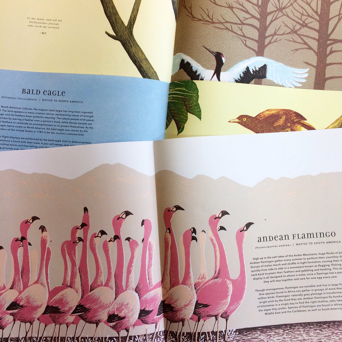 CharlieMoyler's tweet photo. Then this came! Running sheets for #MagnificentBirds by #NarisaTogo - also Nov #walkerstudio @WalkerBooksUK @BIGPictureBooks @Natures_Voice https://t.co/FBFWXklLjZ