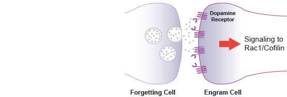 Perspective- The Biology of Forgetting- Ron Davis and Yi Zhong cell.com/neuron/fulltex…