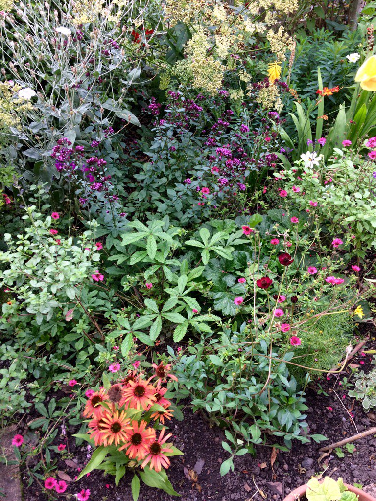 Avondale_Brian's tweet photo. Mum, 95, IvyWhizz's border only 12x6ft! #Chocablock https://t.co/efikj4tBms