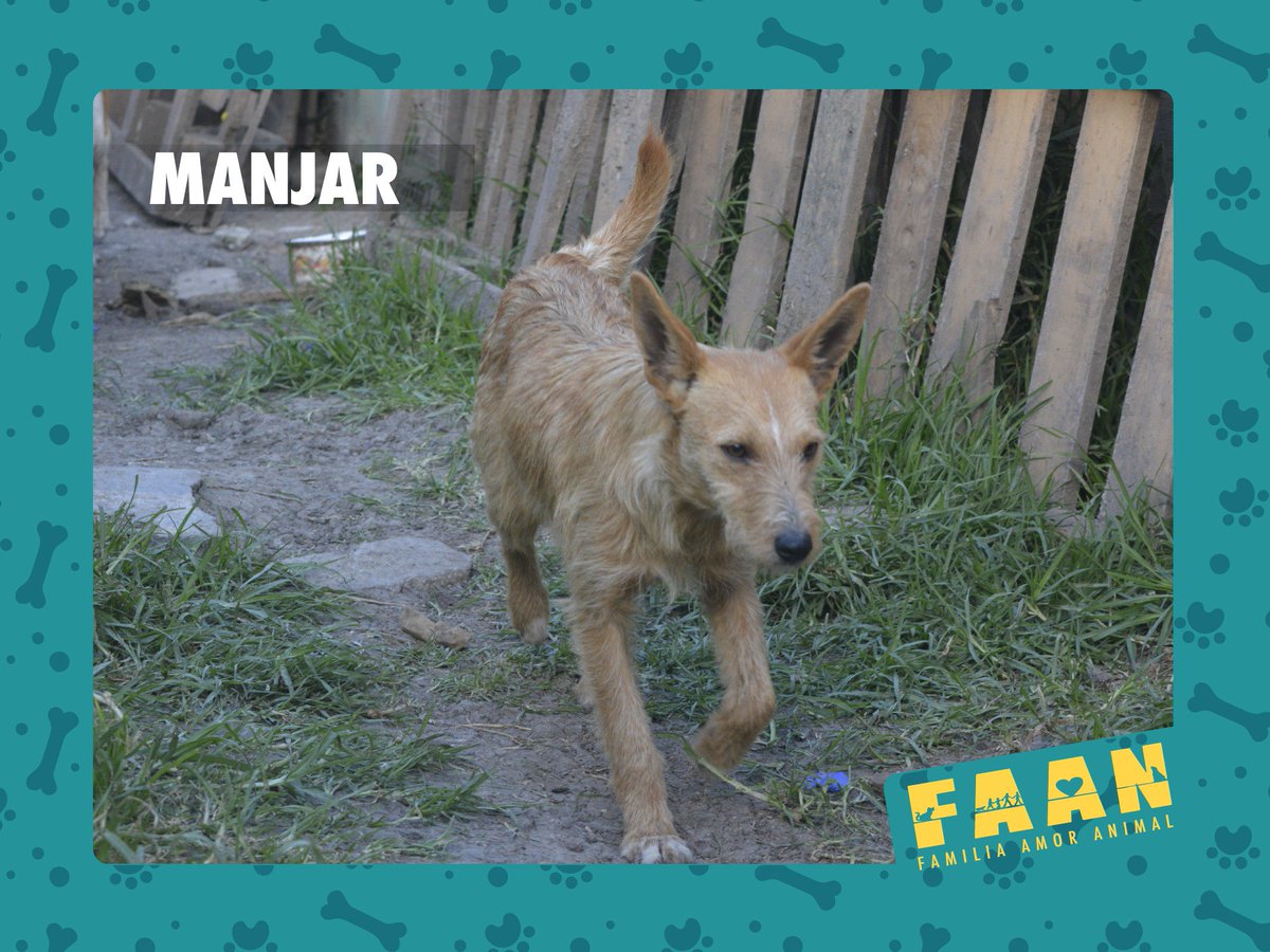 Adoptar es cambiar la vida de un ser vivo  y generar impacto en la sociedad. Se parte del ejemplo #Adopción #SomosFAAN