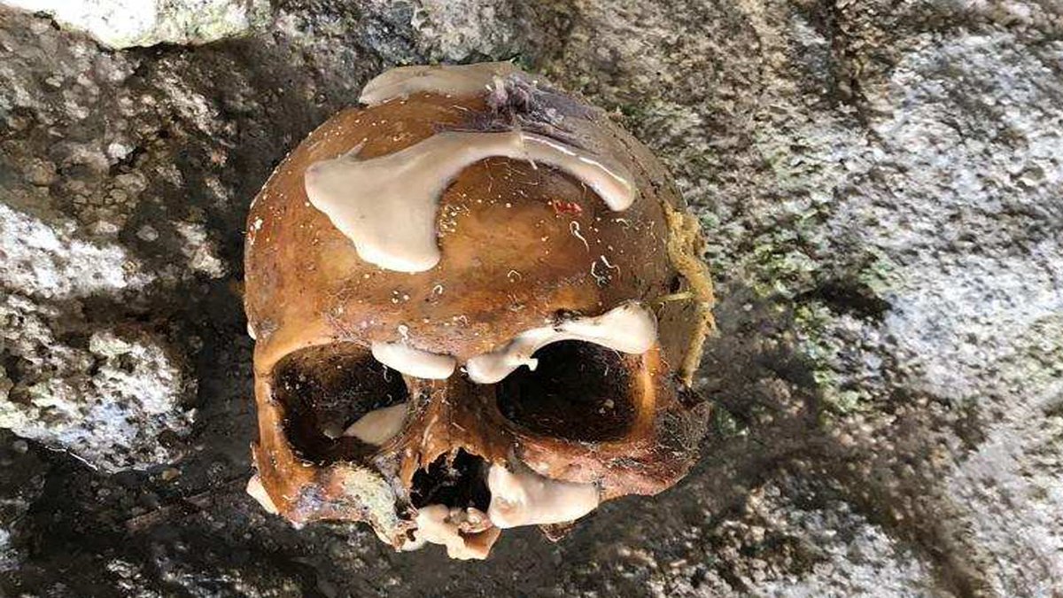 Couple diving for lobsters find human bones under Card Sound Road bridge bit.ly/2veXb3r https://t.co/yLsPnj0f8z