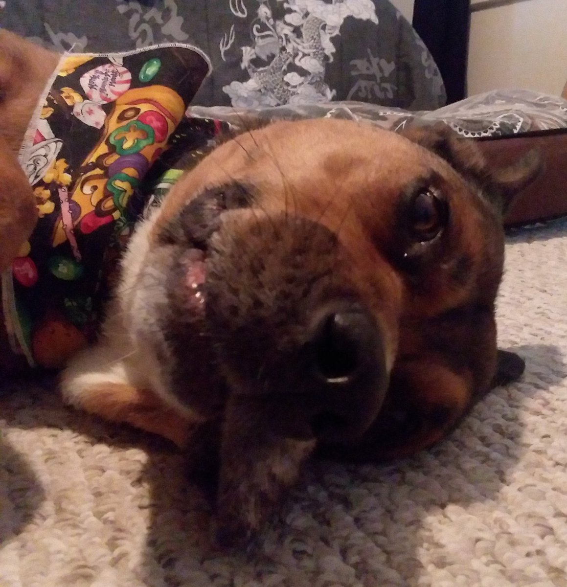 I think I'll stay in... YOU can go out in the rain and pee.