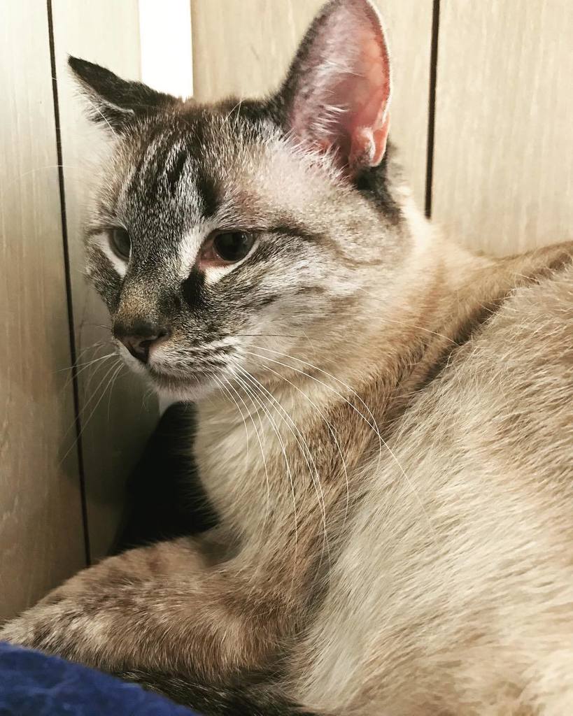 vt4cats's tweet photo. Sleepy Willow #crosseyed #crinkleear #lynxpointsiamese #boulder4cats #thecathospitalofboulder https://t.co/4LcPnAjjvR https://t.co/QnRPnpL320