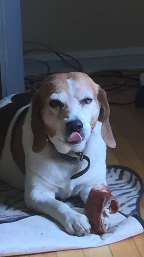 BusterBeagle's tweet photo. Mmmmmm....."Pig's Ear https://t.co/BUJORZ2Ohm