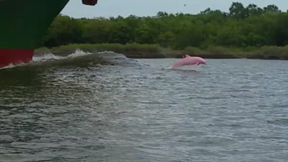 Rare pink dolphin spotted in waterway bit.ly/2uzMHtB https://t.co/BEbR3efmbW