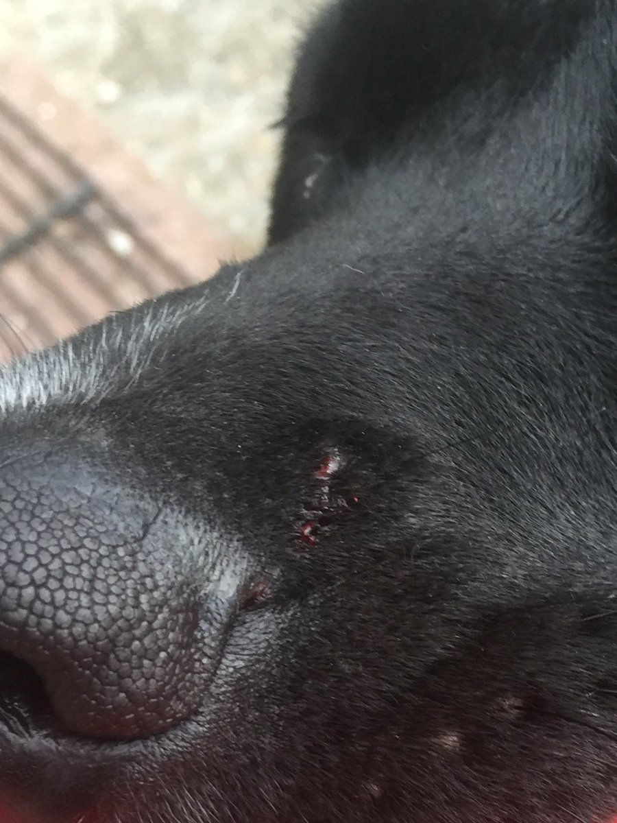 Stewarthellsten's tweet image. My puppy was bite tonight by a dog that looked like a #vizsla man in his 50's walked off. #westmoors #woolslopepark #dorset @dorsetpolice