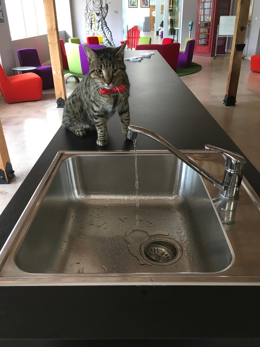 techwildcatters's tweet photo. "Wash your hands of that #businessmodel and lets #pivot to the next one."  #therealtechwildcatter #cat #bowtie #techwildcatters https://t.co/B3jx5b1Bkt