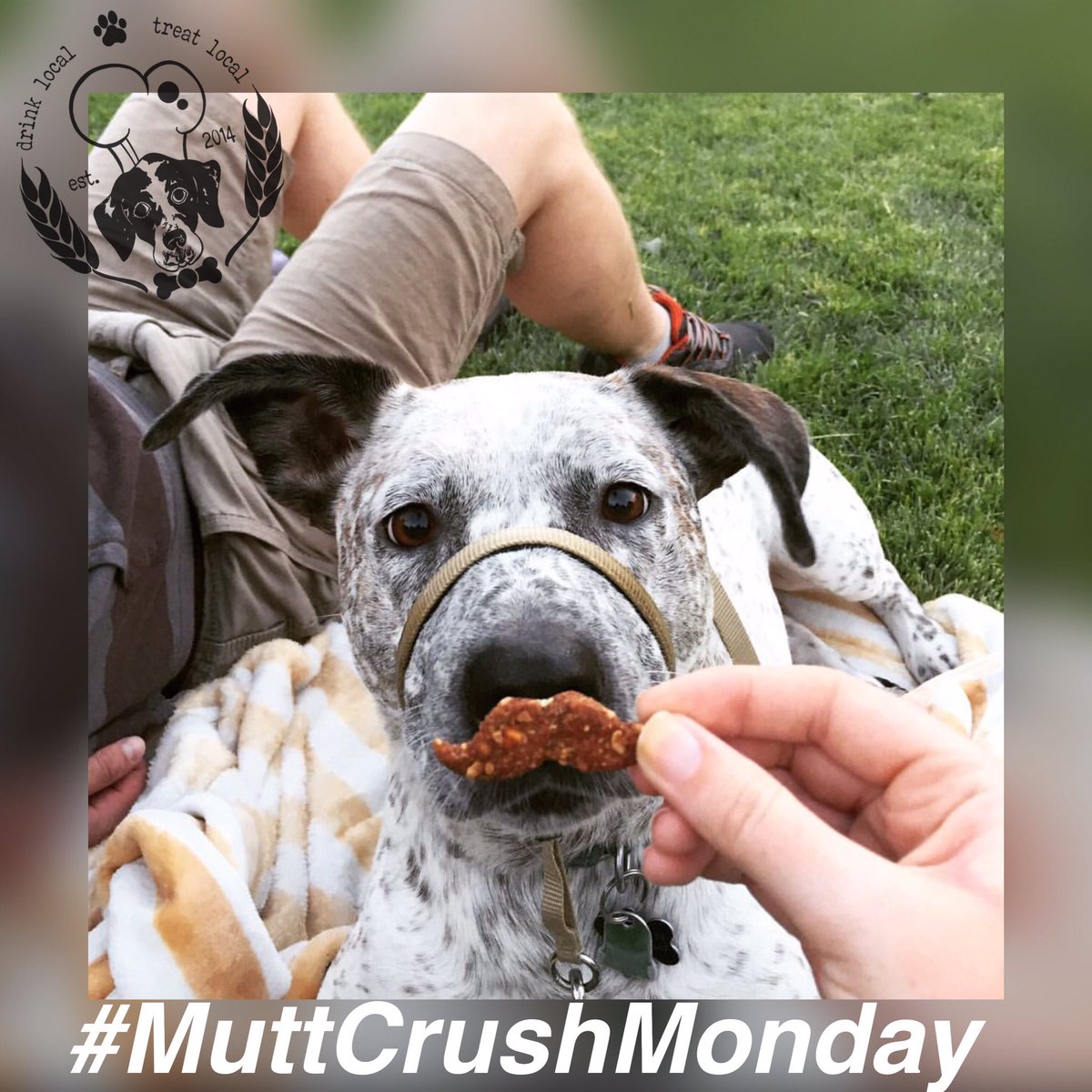 The Malted Mutt tweet media