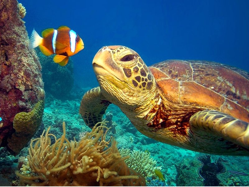 VelocityVID's tweet photo. Awesome Beauty Of Underwater in Caribbean https://t.co/rl7lW4Vc2Y