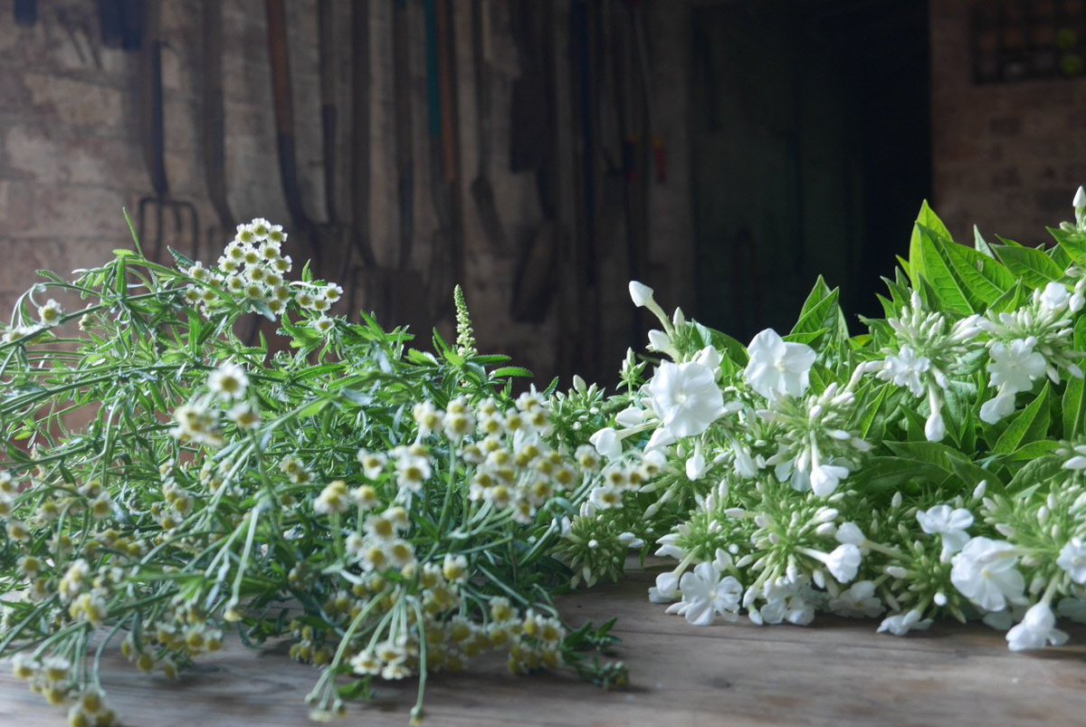 Favourite flower just now: mace.