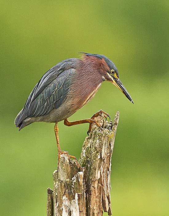 jerichohillspix's tweet photo. New artwork for sale! - "Hunting Green Heron" - https://t.co/ZBS5KQ3wAd @fineartamerica https://t.co/9NLGDqHpFh
