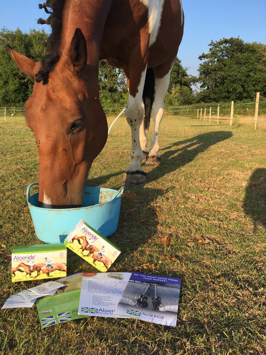 So a couple of weeks ago I started reviewing <a href="/Aloeride/">Aloeride Aloe Vera</a> and so far the results are fab! 🐴 Do any of you use it? #HorseHour