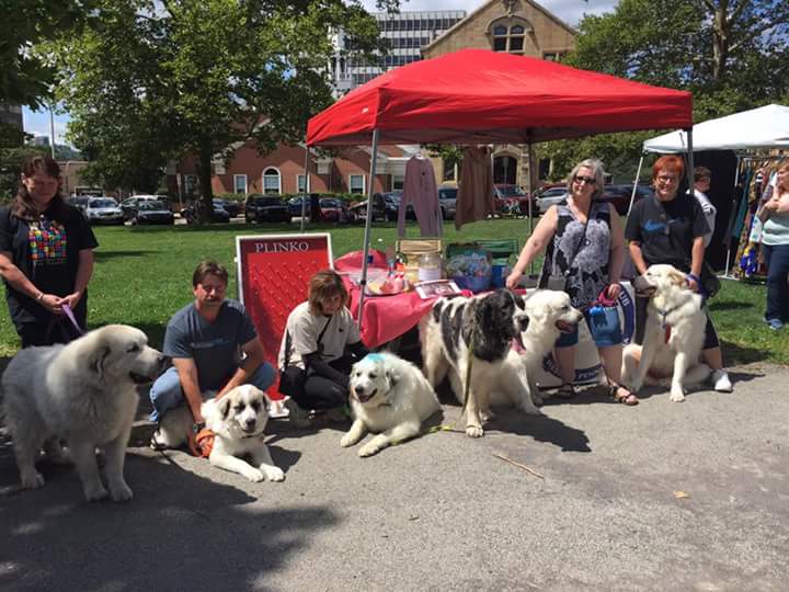janice524's tweet photo. #eastpetm Zues had his first outing at veggiefest with 5he Pyrenees group https://t.co/aeHWgyk7Uv