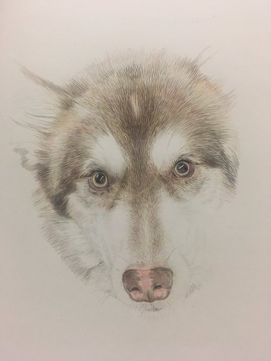 studio22artz's tweet photo. In from work and at the pencils! Didn't have to cook tonight. If we didn't eat and cook meals, we'd all have so much more time! #drawing https://t.co/4OxwxFR2V5