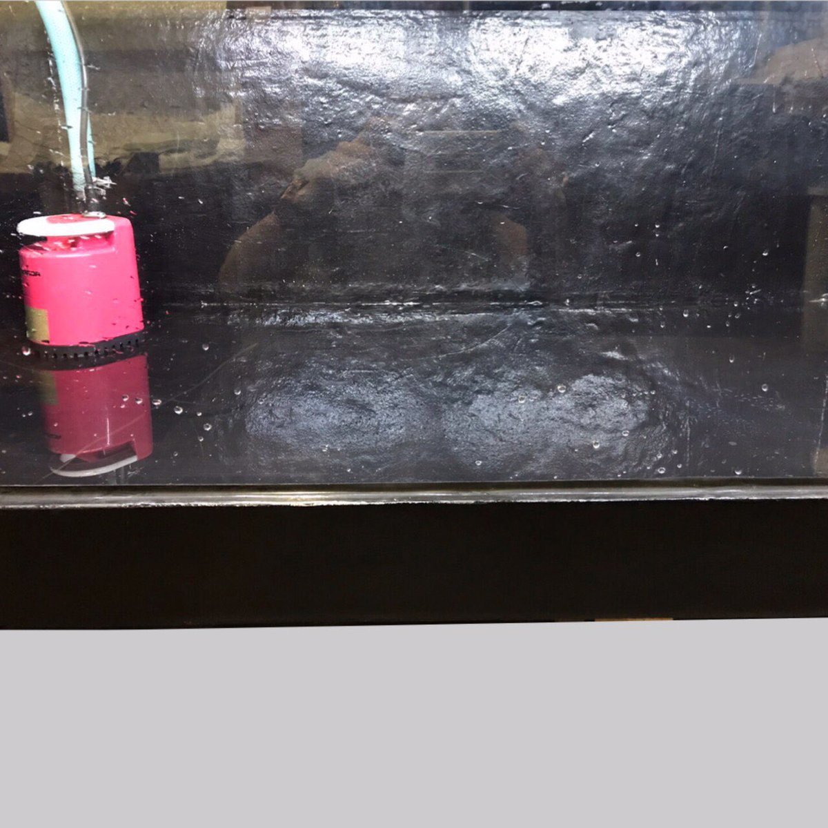 totalability2's tweet image. FRP水槽    幅150cm奥行き90cm高さ60cm オーバーフロー無料 新品 5万円 近くの方は無料でお運び致します。関東、福井方面はお安く配達可能です。