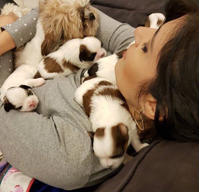 SquadBrum's tweet photo. Morram com essa fofuraa 😍🐶 https://t.co/R9fjCjkJRb