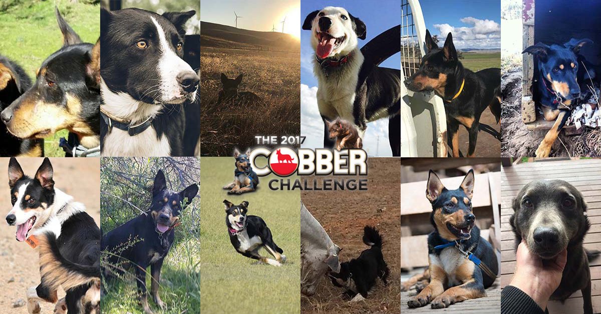 cobberchallenge's tweet photo. 2017 Cobber dogs announced #cobberchallenge #ausag https://t.co/ojkOIddNDC https://t.co/jEWeH8j1Cl