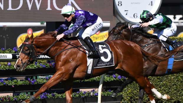 Bred in the purple Shogun to chase a ‘Rose...Kelly Schweida trained, Gary &amp; Chrissie Ashmore bred 3YO has talent!
tbv.com.au/bred-purple-sh…
