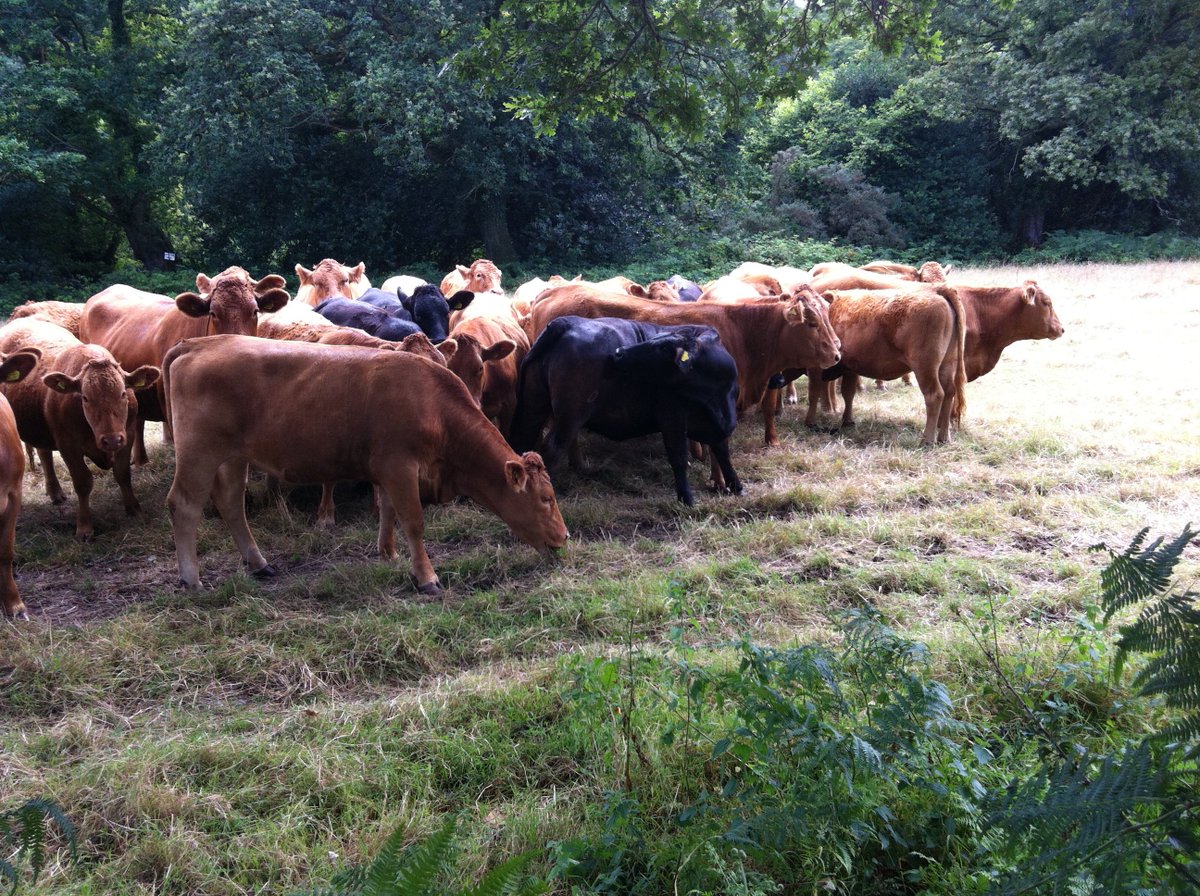 Country Railway tweet media