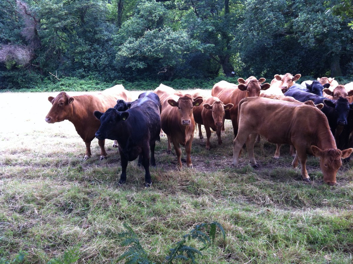 Country Railway tweet media