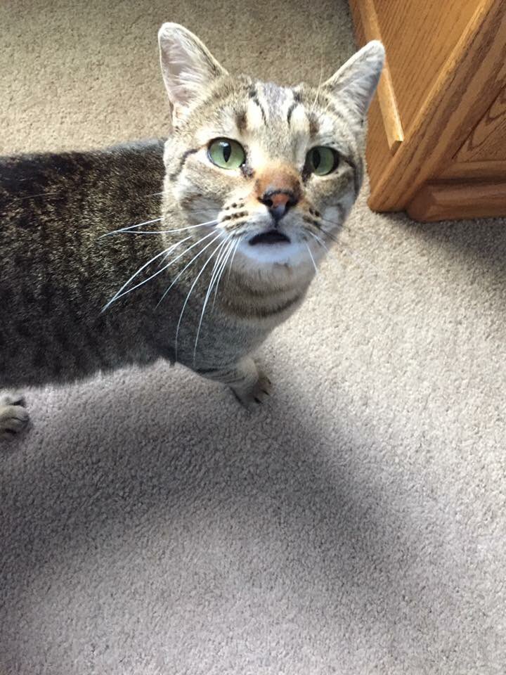 Mil_Pets_Alive's tweet photo. Dot is wondering if you'd like to pet her? Yes? This sweet shy girl is adoptable! https://t.co/hIfzxRjIML #adoptacat #adoptlocal #mke https://t.co/7p9ppscWfm