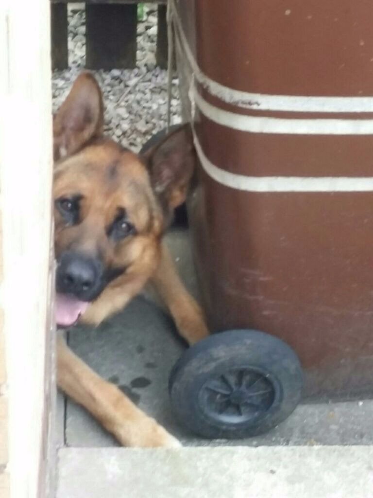 LancsPolDogUnit's tweet photo. PD  Bentley  strikes again. 2 detained with a stand off breaking into a compound in Clayton le moors.#  Team 2 Dogs/t2IR https://t.co/6PZD61xV9v