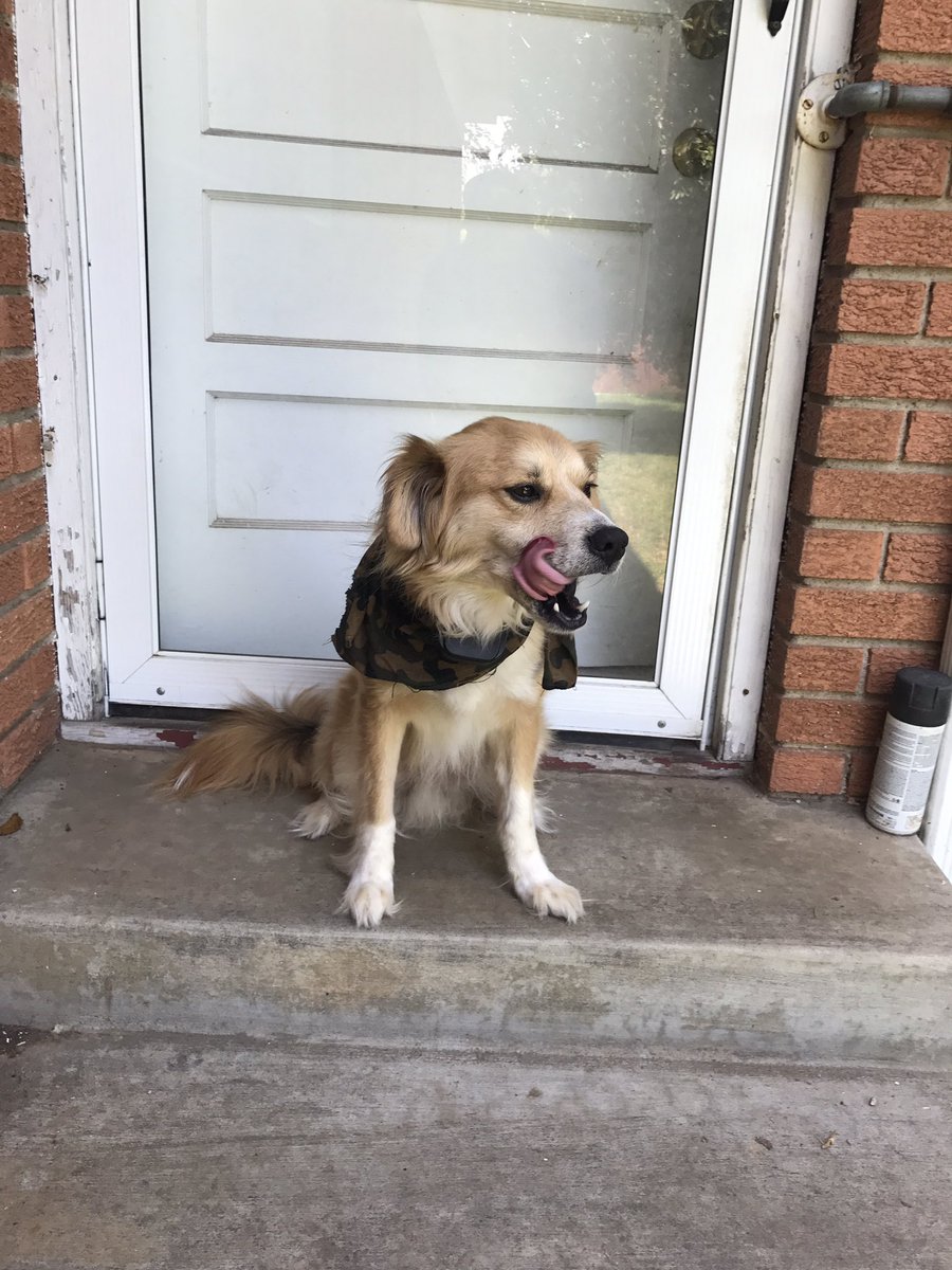 dead__ball's tweet image. @MerrickPetCare here&apos;s my boy Elgin licking his chops after a tasty bowl of #merricks tasty grain free buffalo and sweet potato dog food!!!!