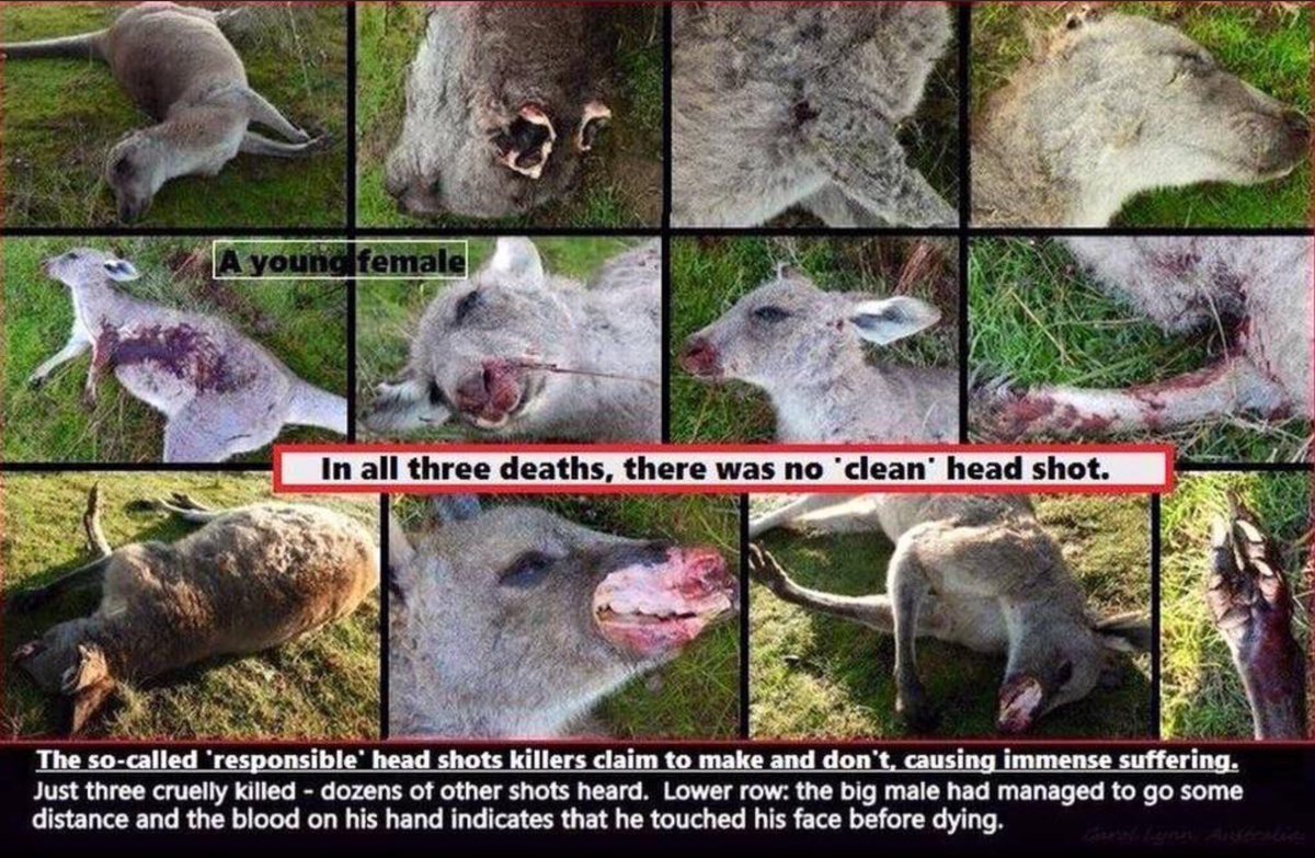 WatchKanga's tweet photo. @DanaPerino #MarkWales #KillKapture profiting off the sickening #Australian #Kangaroo Killing Industry,this decimation & cruelty
https://t.co/HVsDcuvoSV https://t.co/abOeWiGCqU