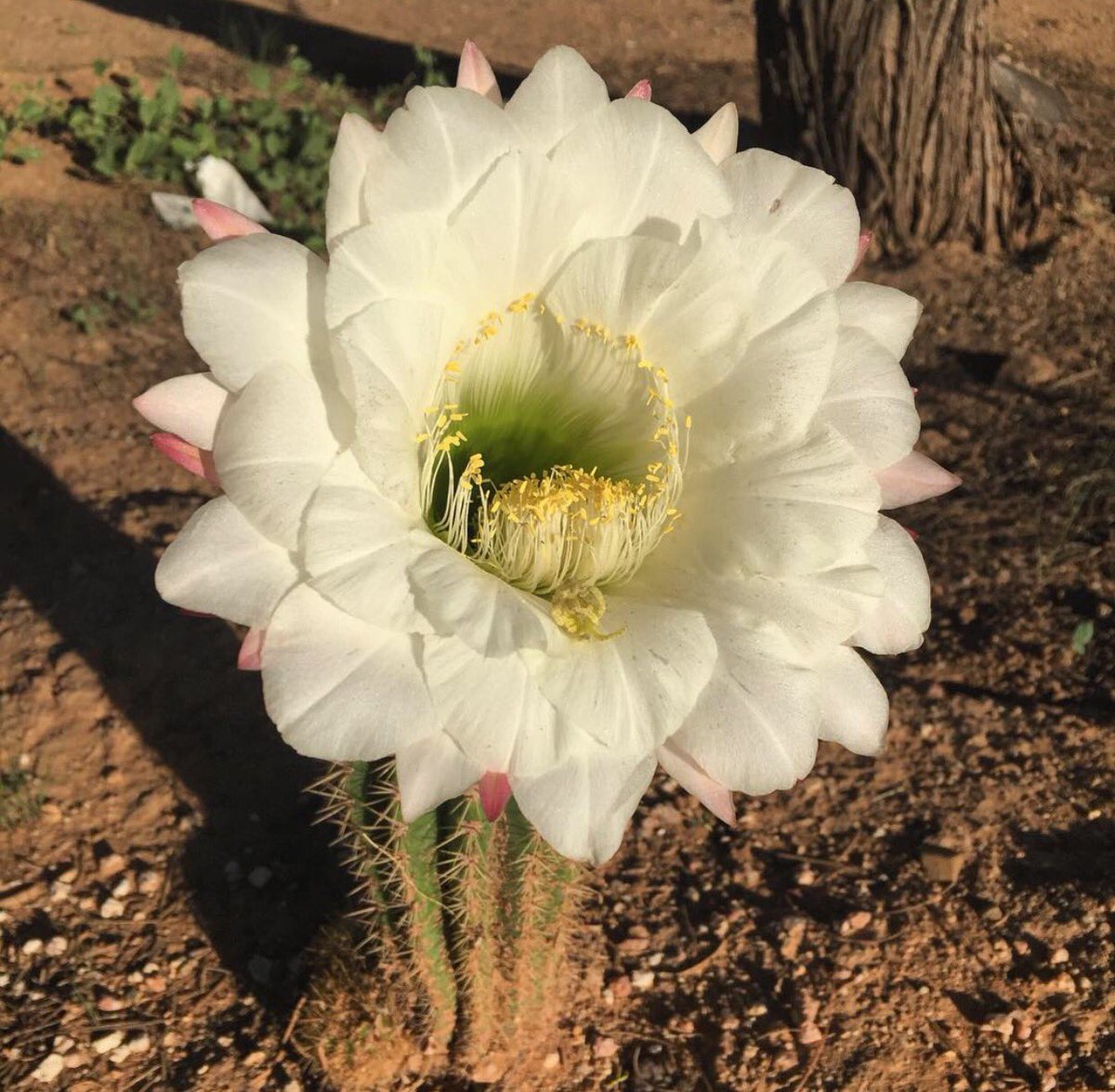 vrmancha37's tweet photo. Moo's little "big bertha" finally flowered. And it's such a big flower for a cactus that small 🌼 #desertlife #bigbertha #arizona #tucson https://t.co/T1dbYoWedL