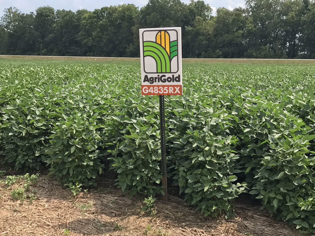 StanfieldChad's tweet photo. @agrigoldhybrids #extendsoybeans looking impressive in middle TN @jrmayerfarms @agold_mitch @EdwardJKahle https://t.co/GQ0pIIuDz3